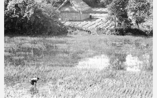 108_Loconsolo_1977 Vietnam, contadino, risaia.jpg