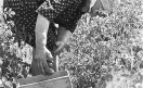Loconsolo_1971 Raccoglitrici di pomodori